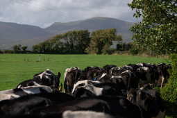 04 McCarthy_Co Kerry_13