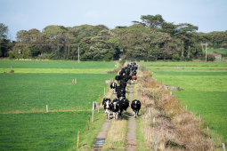 04 McCarthy_Co Kerry_22