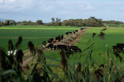 04 McCarthy_Co Kerry_23