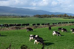 04 McCarthy_Co Kerry_26