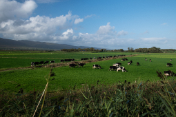 04 McCarthy_Co Kerry_85