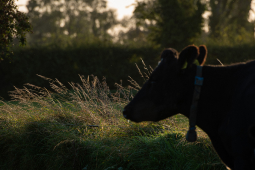 QMA23_MacNamara_Co Limerick_104