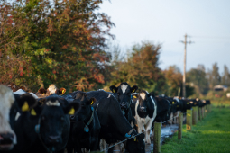 QMA23_MacNamara_Co Limerick_122