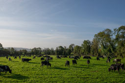 QMA23_MacNamara_Co Limerick_14