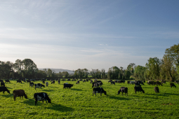 QMA23_MacNamara_Co Limerick_16