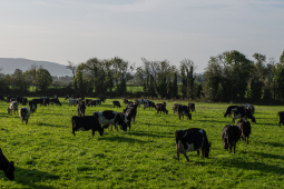 QMA23_MacNamara_Co Limerick_165