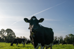 QMA23_MacNamara_Co Limerick_18